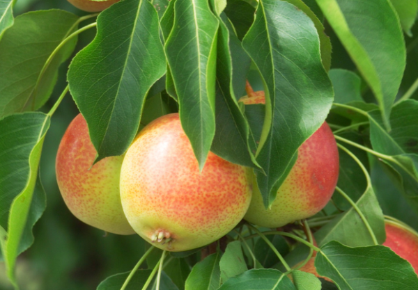 Juicy Jewel® Asian Pear