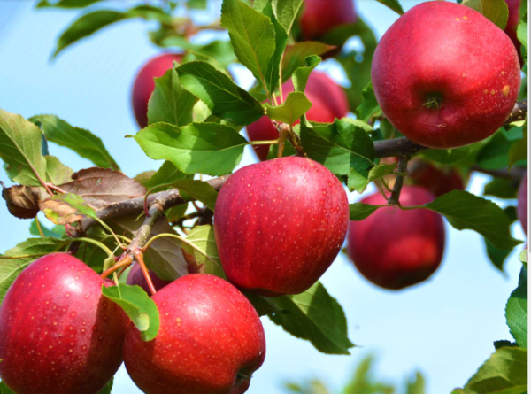 Red Baron Apple