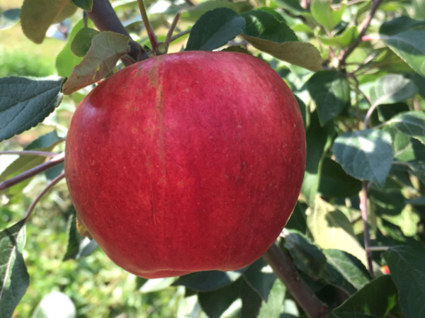 State Fair Apple