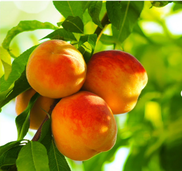 Reliance Peach